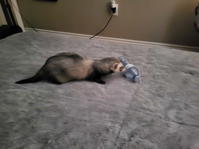 Senior Ferret and Cat need temporary care in Cats & Kittens for Rehoming in Saint John