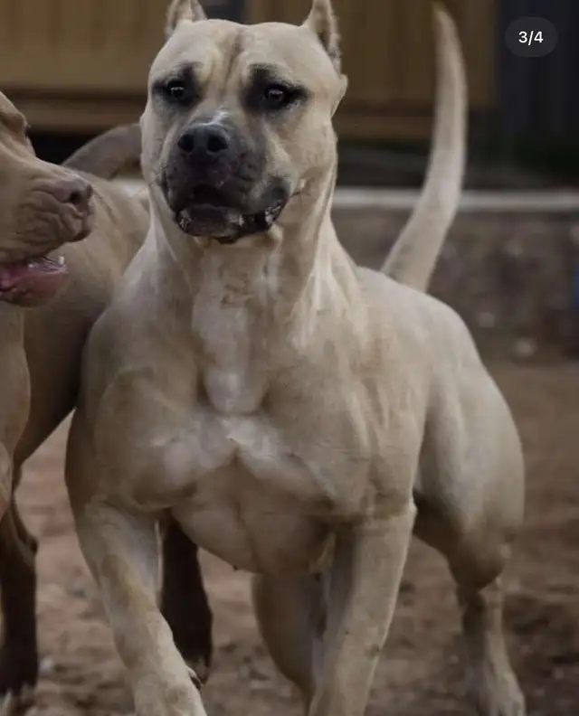 American Bulldog Puppies XL in Dogs & Puppies for Rehoming in Winnipeg - Image 11