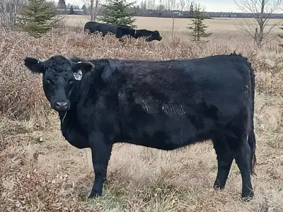 We have 10 Purebred Registered Black Angus Bred heifers available (all pictured). They calve from ab...