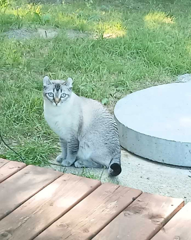Magnifiques Highland lynx dans Chats et chatons à adopter  à Laurentides - Image 2