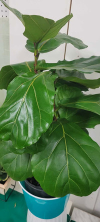 Almost 3ft Fiddle Fig leaf.2541Eglinton are w.Angel Cham garden 