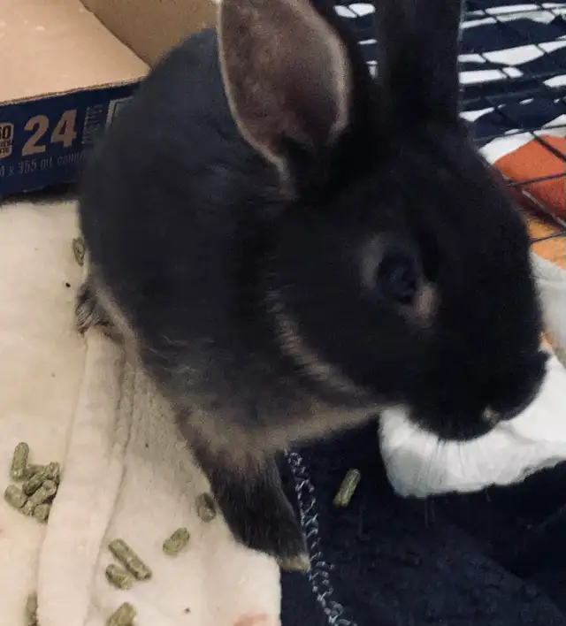 bunnies in need of forever home in Small Animals for Rehoming in Mississauga / Peel Region - Image 5