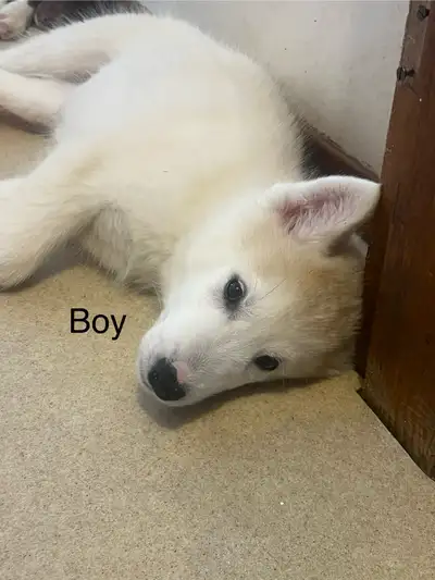 CKC Siberian Husky Puppy, View more