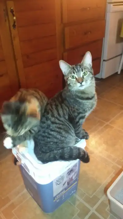 2 CHATONS ADORABLES, View more