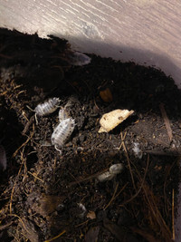 Dairy Cow Isopods 20+