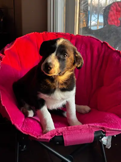 Border Collie Puppies Bonnyville area, View more