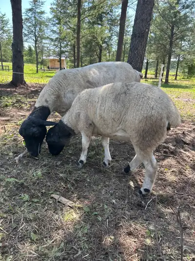 Purebred Dorper Ewe Lamb, View more
