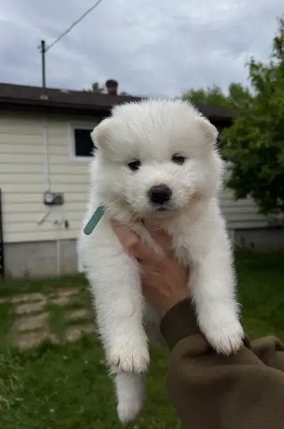 Samoyed puppies ! 4 boys 2 girls The sweetest little beans need a loving home with a family who can...