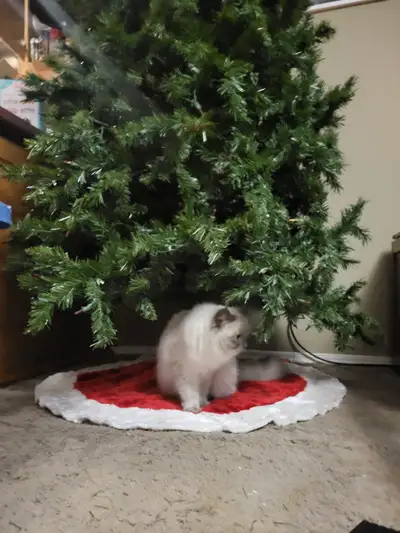 Male and female intact ragdolls, View more