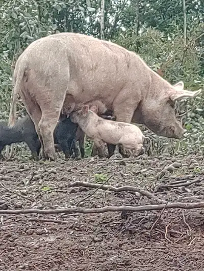 Yorkshire big black breed. We have wiener pigs. 250-552-9400 Taking pre orders. . First come first s...