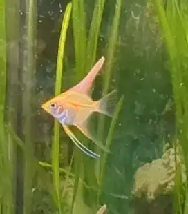 high quality gold angelfish for sale, View more