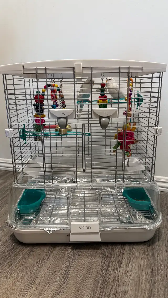 Two parrots for sale in Birds for Rehoming in Swift Current - Image 2