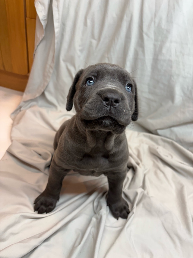 Canecorso dans Chiens et chiots à adopter  à Laval/Rive Nord