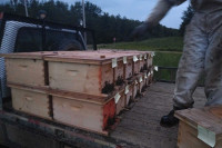 Bee nuces for sell Beekeeping 