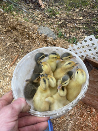 13 Rouen and saxony some hybrid ducklings