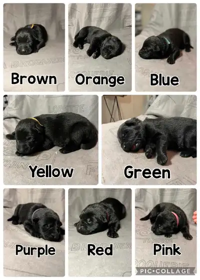 Klüger K9 is proud to announce that a greatly anticipated litter of purebred, CKC Working Line Germa...