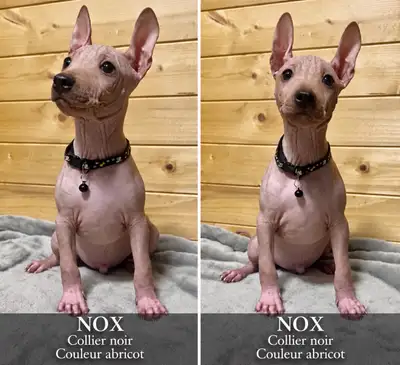 chien nu American  American hairless terrier, View more