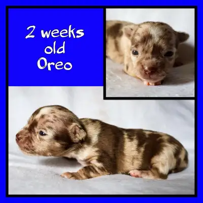 We welcomed a lovely litter of 3 little boys and 2 little girls on March 11th. These sweeties are lo...