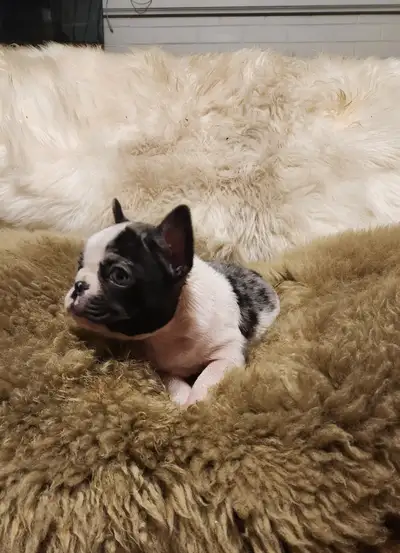 Gorgeous Merle Male for sale, View more