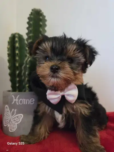 magnifique  mâles yorkshire, View more