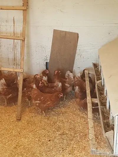 Fresh Laying Hens 19 weeks old just started laying, View more