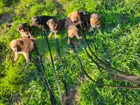 German shepherd Labrador mix puppies
