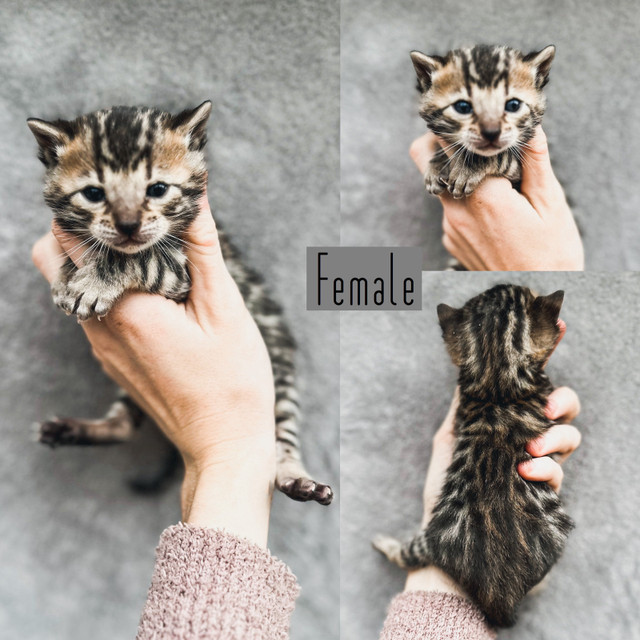 Stunning Quality Bengals  in Cats & Kittens for Rehoming in Nanaimo - Image 3