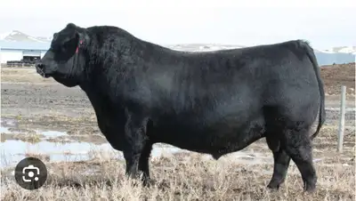 Yearling angus bull, semen tested and ready to go. Sired by Ellingson Big River and out of one of ou...