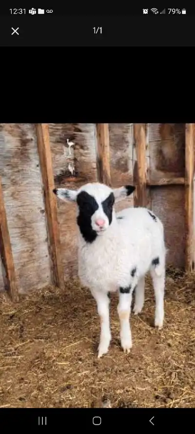 Dorper Katahdin Ram (for breeding in October), View more
