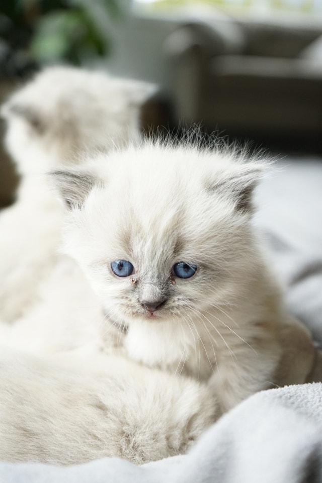 Ragdoll kittens purebred Cats & Kittens for Rehoming Chilliwack