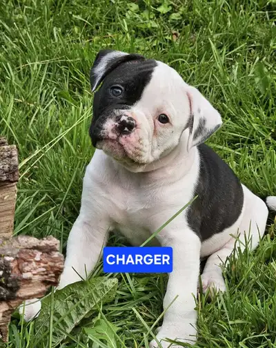 TRUE AMERICAN BULLDOGS, View more