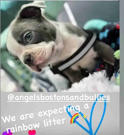 GORGEOUS BOSTON TERRIER PUPPIES , View more