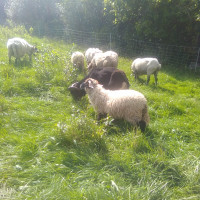 Scottish black face cross 2023 ewe lambs