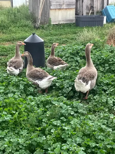 Adult Toulouse Goose group 3 geese, 1 gander. Have hatched out own goslings the last couple of years...