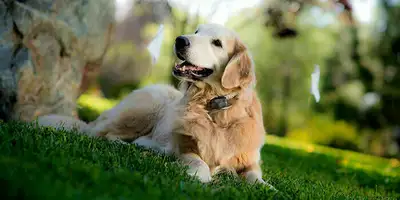 Keep Your Pet Safe with Invisible Fence® Looking for an effective way to keep your pet safe while gi...