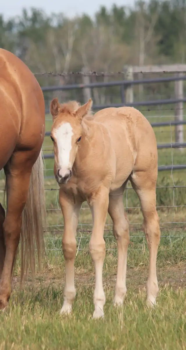 Son of SLYE BY DESIGN out of a Famous Bugs daughter in Horses & Ponies for Rehoming in Oshawa / Durham Region - Image 6