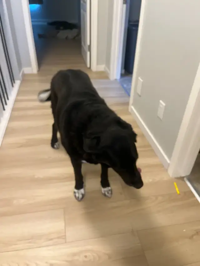 Beautiful Mature Black Lab/Collie Cross Dog for Re-Homing in Dogs & Puppies for Rehoming in Calgary - Image 5