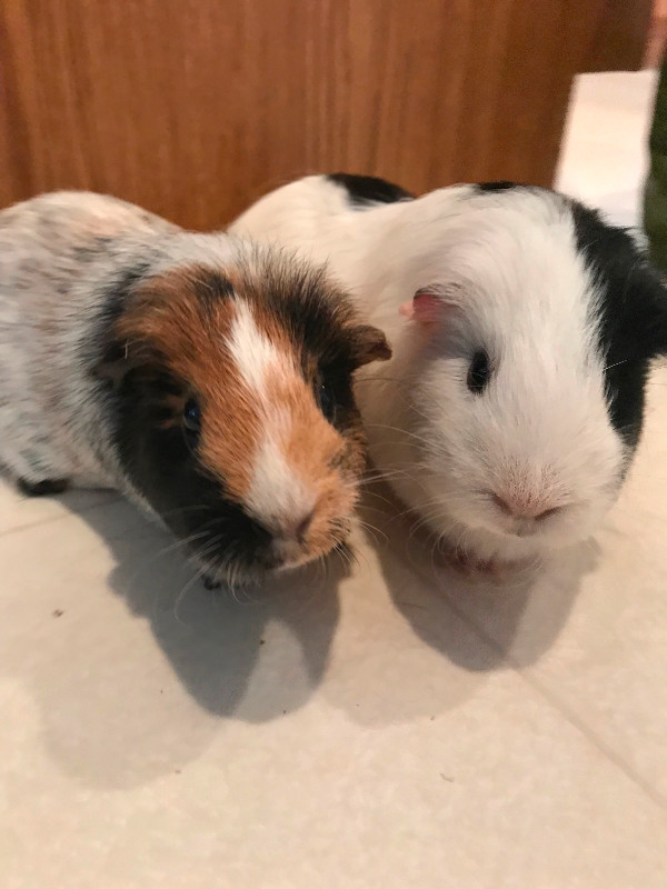 Guinea pigs in Small Animals for Rehoming in Fort McMurray
