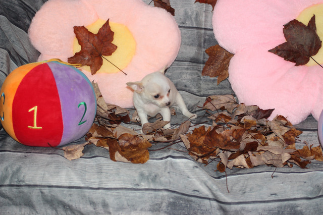 VENDUChihuahua❤femelle mini ❤️Protection100% .Garantie. ★★★ dans Chiens et chiots à adopter  à Laval/Rive Nord - Image 3