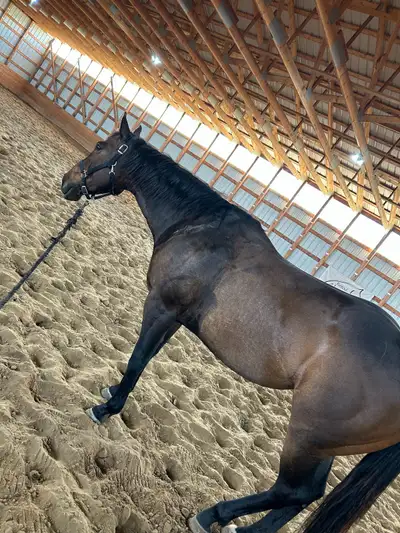 barrel/ranch/rope prospect, View more