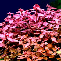 Looking for Ludwigia sp super red