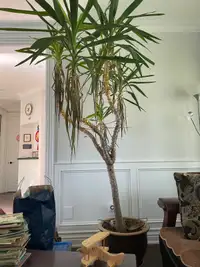 A tall tropical plant