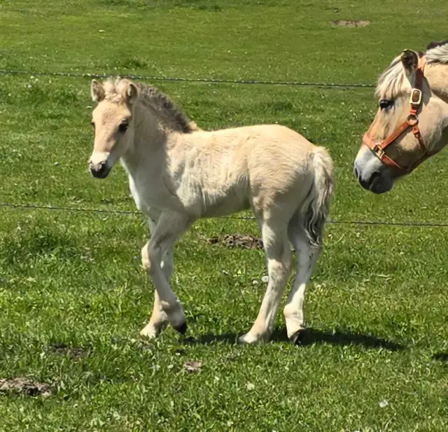 Registered Norwegian Fjord Colt in Horses & Ponies for Rehoming in Owen Sound - Image 7