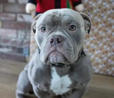 This adorable little hippo boy is named Tyson, and he is looking for his forever home! Tyson is a 1....