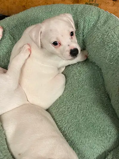 AllSold pending pickup Jack  Russell Puppies for sale., View more