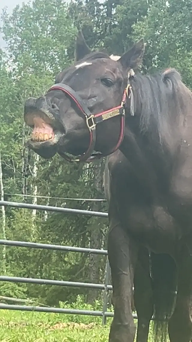 black 16.3hh ottb gelding in Horses & Ponies for Rehoming in Quesnel - Image 2