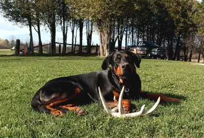 4.5 Years Old Doberman with Small Mix for Rehoming, View more
