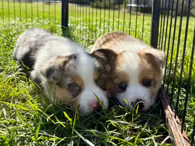 corgi mini Aussie mix puppies, View more