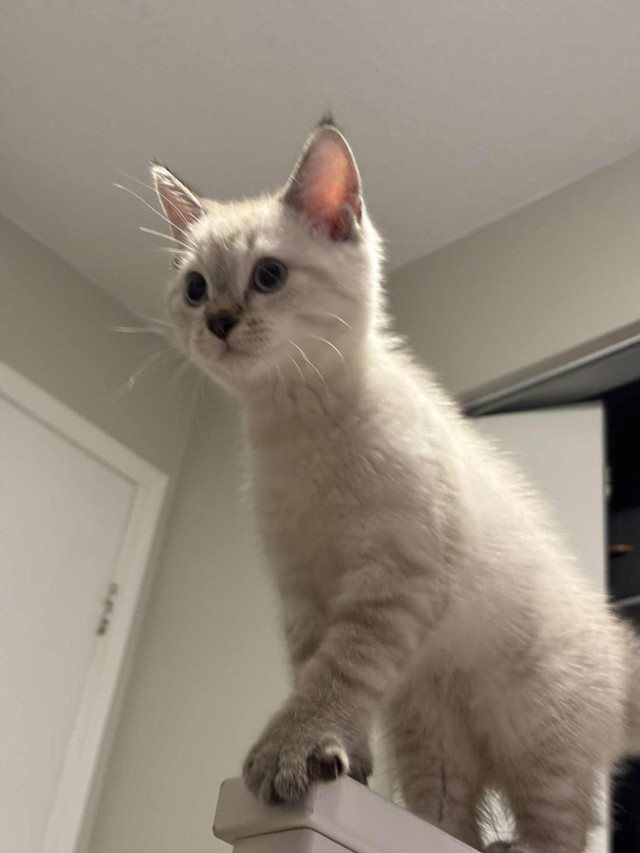 kitty  ragdoll  in Cats & Kittens for Rehoming in Richmond - Image 2
