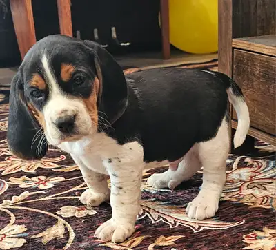 BABY BEAGLES!!  Tricolor, lemon and Bluetick, View more